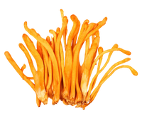 Cordyceps