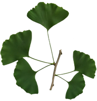 Ginkgo Biloba