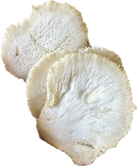 lion’s mane