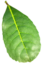 yerba mate