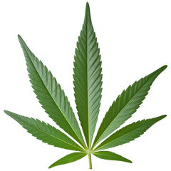 THC+CBN+CBD