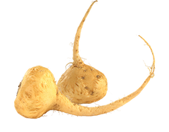 Maca Root