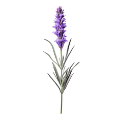 Terpinolene