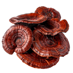 Reishi