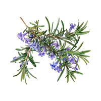 Rosemary