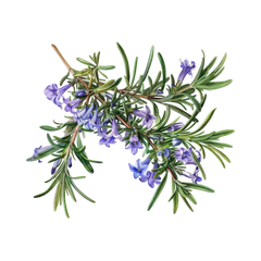 Rosemary