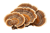 Turkey Tail
