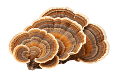 Turkey Tail