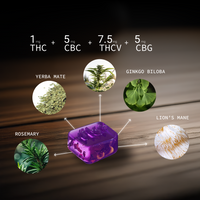 Energy + Focus Gummy Bundle