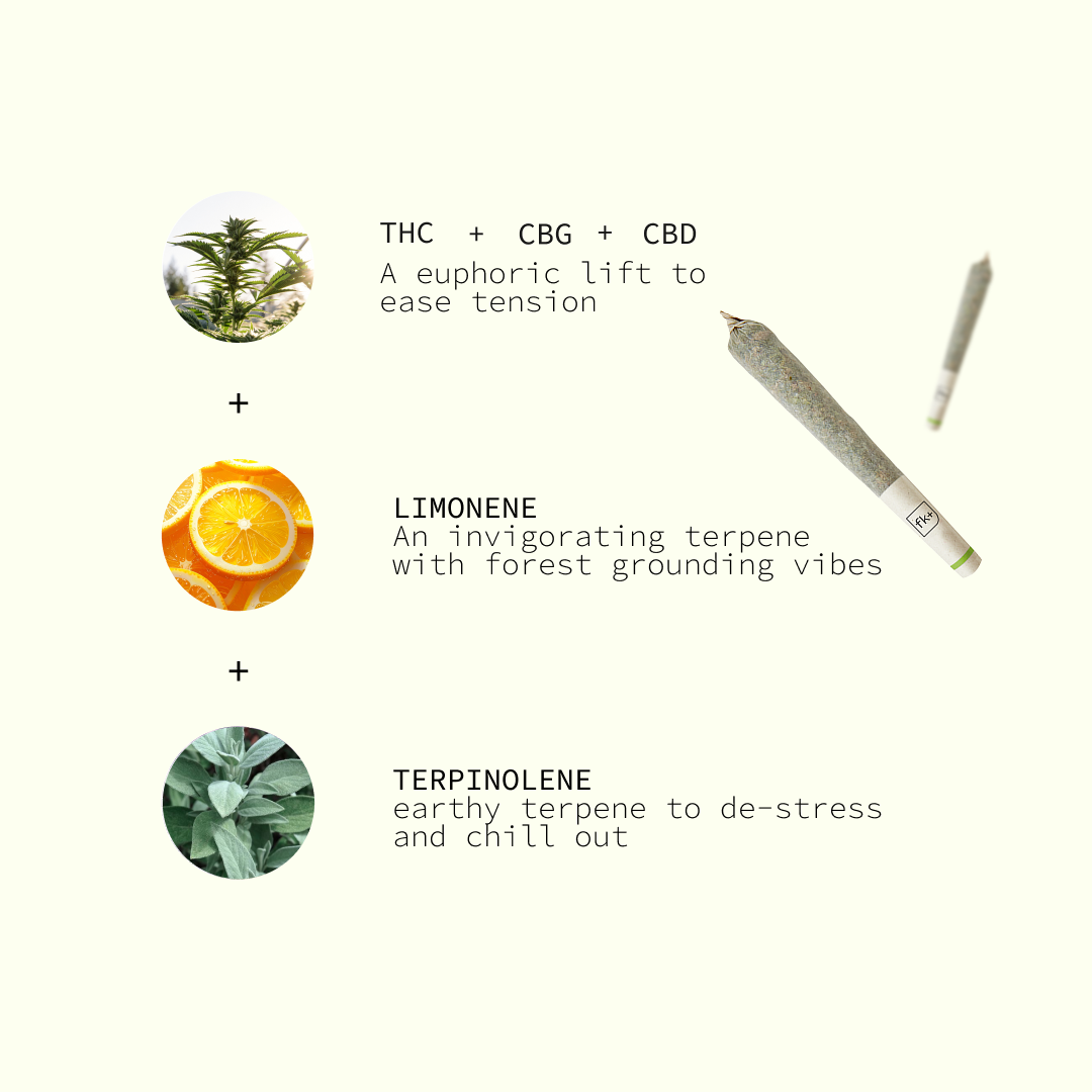 Focus Pre-Rolls