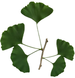 Ginkgo Biloba
