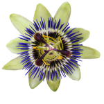 Passion Flower