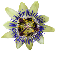 Passion Flower
