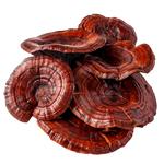 Reishi