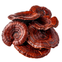 Reishi