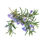 Rosemary 