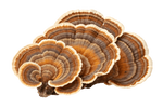 Turkey Tail 